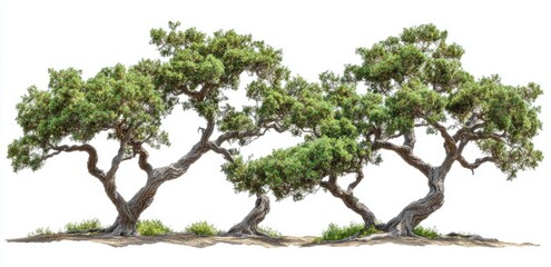 Group of Juniper Trees