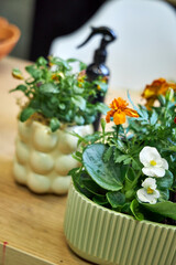 modern creative clay pots with flowers stand on the table in the interior