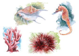 The animal world of the seas and oceans. A set of watercolor illustrations