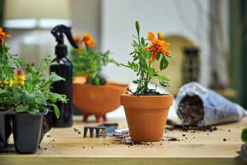 the process of transplanting marigolds and tagetes into ceramic terracotta pots for summer garden decoration