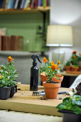 the process of transplanting marigolds and tagetes into ceramic terracotta pots for summer garden decoration