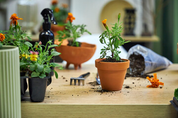 the process of transplanting marigolds and tagetes into ceramic terracotta pots for summer garden decoration