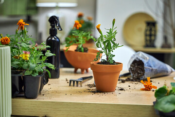the process of transplanting marigolds and tagetes into ceramic terracotta pots for summer garden decoration