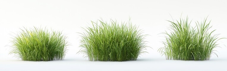 Three Varieties of Lush Green Grass