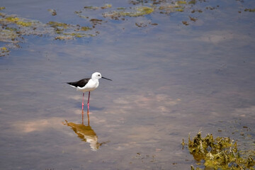 A single adult black-winged stilt, Himantopus himantopus, standing in a shallow water surrounded by the reflection of the clouds. Photo taken in Malaga, Andalusia, Spain. 