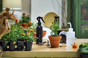 the process of transplanting marigolds and tagetes into ceramic terracotta pots for summer garden decoration