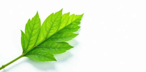 Obraz premium Single leaf branch with intricate veins against a bright white background, simplicity, leaf