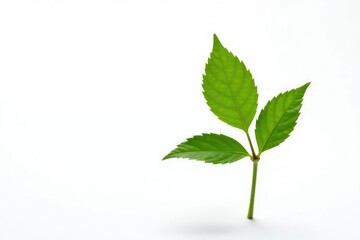 Single delicate sapling, vibrant green leaves against pure white , single, image