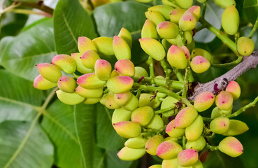 photo of fresh pistachios on a tree