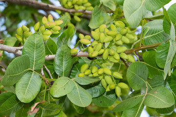 photo of fresh pistachios on a tree