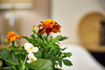 Front view of flowers in modern ceramic planters on a table against a beige wall, with copy space