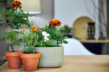 modern creative clay pots with flowers stand on the table in the interior