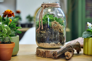 Close-up of a florarium with plants in a glass jar, the composition is on a table in the interior