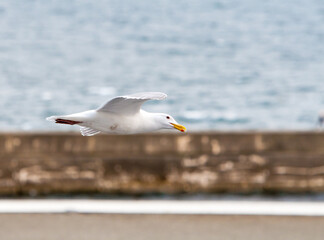 A Glaucous-winged Gull in flight