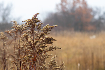 Dry beautiful grass close-up on autumn background.Landscape with dry grass on a foggy morning in late autumn. Nature picture conveying autumn sad mood