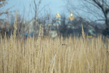 Rural landscape with beautiful dry grass close-up in the morning in late autumn.A autumn scene, offering a display of natural serenity and seasonal beauty.