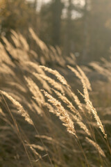 Fototapeta premium Wild field of grass of wood small-reed Calamagrostis epigejos on sunset. Beautiful closeup of golden dried meadow Inflorescence