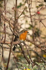 Lindesfarne Robin