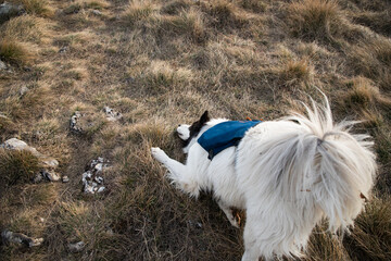 happy fit woman trekking with her dog