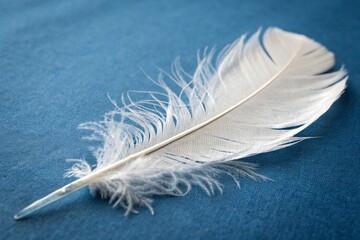 white feather on blue background
