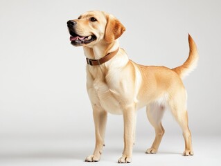 Golden Retriever standing, looking upward against a plain background