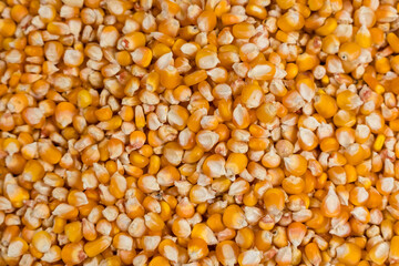 Fresh yellow popcorn seeds in the market for sale in Tanzania.