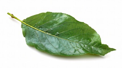 Obraz premium Single Green Leaf with Natural Texture on White Background
