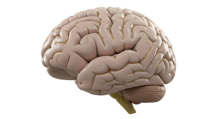 Isolated Anatomical Human Brain Medical Illustration