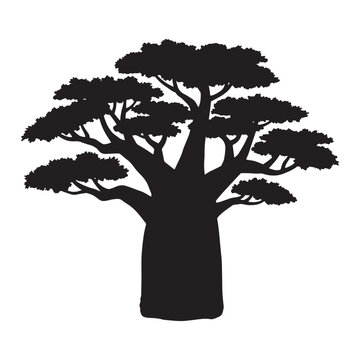 African baobab tree bold silhouette vector on white background. Tree Silhouette.