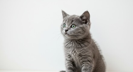 Gray Kitten Gazing with Curiosity - Adorable gray kitten, curious gaze, soft fur, white background, peaceful innocence. Symbolizing: curiosity, gentleness, purity, hope, new beginnings