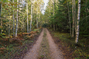 forest pth on an autumn day