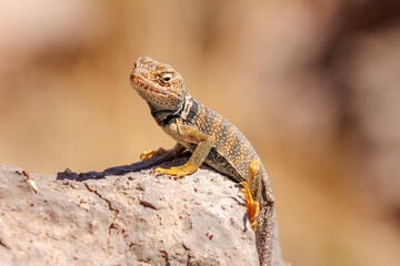 A vibrant collared lizard (Crotaphytus collaris) basking on a sunlit rock in Moab, Utah’s desert landscape