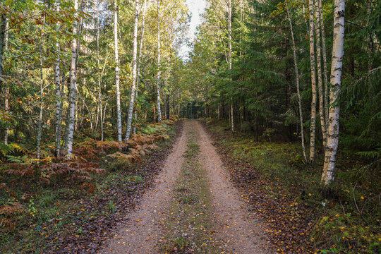 forest pth on an autumn day