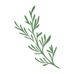 Fototapeta premium Green dill herb flat in flat design. Fennel leaves, seasoning plant. Vector illustration isolated.