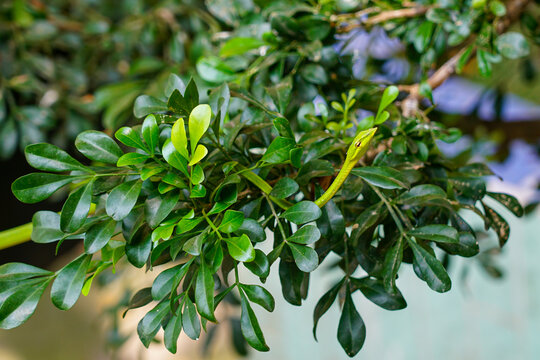 Asian Green Vine Snake, camouflaged predator in its natural habitat, Ahaetulla prasina