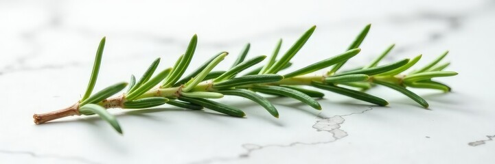 Obraz premium Isolated sprig of rosemary on white marble surface with subtle cracks, fragrant, nature