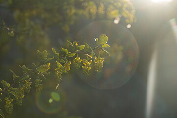 Close-up of a sunlit tree branch with yellow flowers, shallow depth of field, lens flare, circular...
