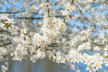 Close-up of spring fruit tree blossoms on horizontal branches against a light background, with varying stages of bloom Soft shadows from sideabove light source Emphasis on natures beauty and deta