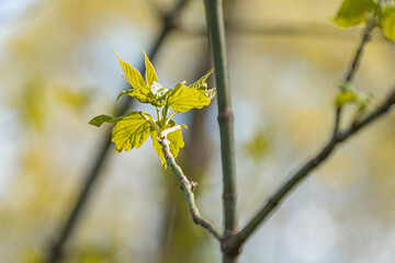 Close-up view of a tree branch under soft sunlight, adorned with small sprouting leaves Outdoor setting with natural bokeh background, vibrant greens and brown hues No text visible, macro photograp