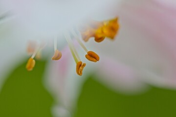 Fototapeta premium macro of an apple flower in spring