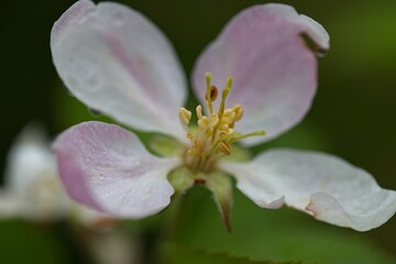 Obraz premium macro of an apple flower in spring