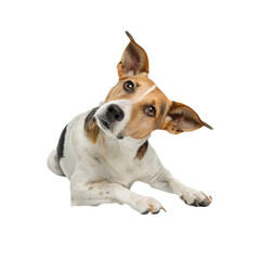 Rottweiler dog feeling confused and looking at the camera © Md