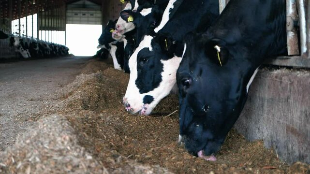 Cows eating at a dairy farm