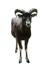 mouflon isolated on white background