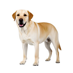 A golden retriever dog animal puppy pet isolated on transparent background.