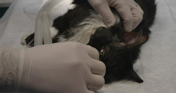 Professional veterinarian performing intubation and sedation procedure on feline patient, preparing for gastroscopy examination on sterile operating table within clinical setting.