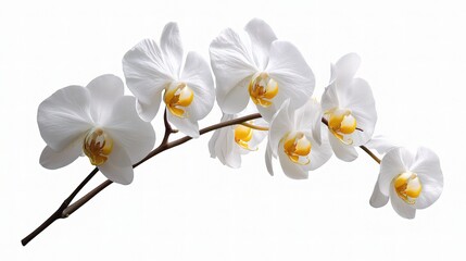 Obraz premium Elegant White Orchid Blooms on Delicate Branch with Yellow Centers
