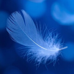 close up of beautiful white feather falling with abstract colorful background, graphic resource