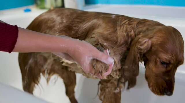 Wet Dog Red English Cocker Spaniel Calmly Standing While Female Hands Thoroughly Wash Front Paw with Foamy Shampoo &ndash; Pet Grooming in Slow Motion, Close-Up