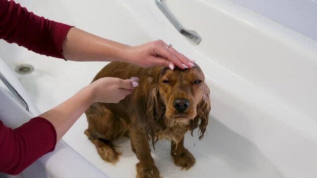 Female Hands Lather Shampoo and Gently Wash Red English Cocker Spaniel Head &ndash; Relaxed Dog Enjoys Bath with Eyes Closed in Slow Motion, Close-Up Pet Grooming Scene, Moments of Bliss